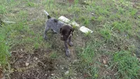 PINKY BOY/ DAKOTA,DOB: 07/26/26, a male German Shorthaired Pointer for sale in Las Vegas, NV – 1 of 10