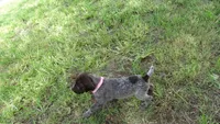 PINKY BOY/ DAKOTA,DOB: 07/26/26, a male German Shorthaired Pointer for sale in Las Vegas, NV – 6 of 10