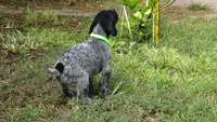 GREEN GIRL/DAKOTA,DOB: 07/26/26, a female German Shorthaired Pointer for sale in Las Vegas, NV – 2 of 10