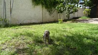 $500 SPECIAL DISCOUNT! PURPLE GIRL/Ivanka, a female Weimaraner for sale in Las Vegas, NV – 3 of 10