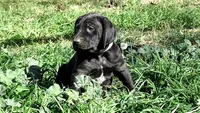Pinky Girl/Cleopatra, a female German Shorthaired Pointer and Weimaraner for sale in Las Vegas, NV – 2 of 9
