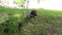 PINKY BOY/ DAKOTA,DOB: 07/26/26, a male German Shorthaired Pointer for sale in Las Vegas, NV – 7 of 10