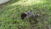 PINKY BOY/ DAKOTA,DOB: 07/26/26, a male German Shorthaired Pointer for sale in Las Vegas, NV – 3 of 10