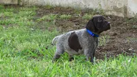 BLUE GIRL/DAKOTA.DOB:07/26/26, a male German Shorthaired Pointer for sale in Las Vegas, NV – 7 of 10