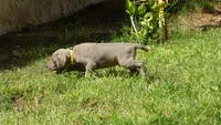 $500 SPECIAL DISCOUNT! YELLOW  BOY/Ivanka, a male Weimaraner for sale in Las Vegas, NV – 5 of 10