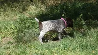 Pinky Girl/Sparta, a female German Shorthaired Pointer for sale in Las Vegas, NV – 8 of 10
