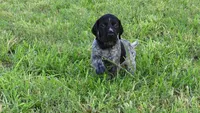 Black Boy/Dakota, a male German Shorthaired Pointer for sale in Las Vegas, NV – 2 of 10