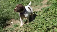 Purple Boy/Sparta, a male German Shorthaired Pointer for sale in Las Vegas, NV – 5 of 10