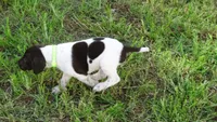 GREEN BOY/DAKOTA,DOB:07/26/26, a male German Shorthaired Pointer for sale in Las Vegas, NV – 6 of 10