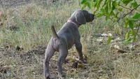 GREEN BOY/ELENA, a male Weimaraner for sale in Las Vegas, NV – 2 of 8