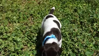 Blue Girl/Sparta, a female German Shorthaired Pointer for sale in Las Vegas, NV – 3 of 10
