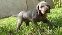 $500 SPECIAL DISCOUNT! ORANGE GIRL/Ivanka, a male Weimaraner for sale in Las Vegas, NV – 3 of 10