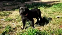 Pinky Girl/Cleopatra, a female German Shorthaired Pointer and Weimaraner for sale in Las Vegas, NV – 6 of 9