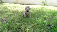 $500 SPECIAL DISCOUNT! PURPLE GIRL/Ivanka, a female Weimaraner for sale in Las Vegas, NV – 2 of 10