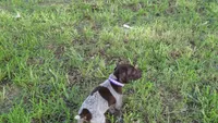 PURPLE BOY/DAKOTA.DOB:07/26/26, a male German Shorthaired Pointer for sale in Las Vegas, NV – 2 of 10