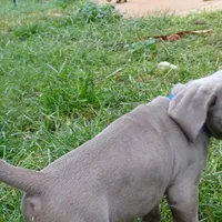 BLUE GIRL/Ivanka, a female Weimaraner for sale in Las Vegas, NV – Photo 3 of 10