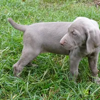 BLUE GIRL/Ivanka, a female Weimaraner for sale in Las Vegas, NV – Photo 7 of 10