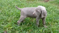BLUE GIRL/Ivanka, a female Weimaraner for sale in Las Vegas, NV – Photo 7 of 10