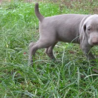BLUE GIRL/Ivanka, a female Weimaraner for sale in Las Vegas, NV – Photo 8 of 10