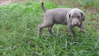 BLUE GIRL/Ivanka, a female Weimaraner for sale in Las Vegas, NV – Photo 8 of 10