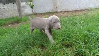 BLUE GIRL/Ivanka, a female Weimaraner for sale in Las Vegas, NV – Photo 5 of 10