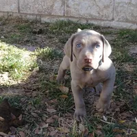 BLUE GIRL/Ivanka, a female Weimaraner for sale in Las Vegas, NV – Photo 10 of 10