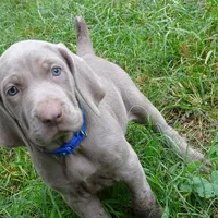 BLUE GIRL/Ivanka, a female Weimaraner for sale in Las Vegas, NV – Photo 1 of 10