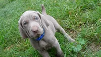BLUE GIRL/Ivanka, a female Weimaraner for sale in Las Vegas, NV – Photo 1 of 10