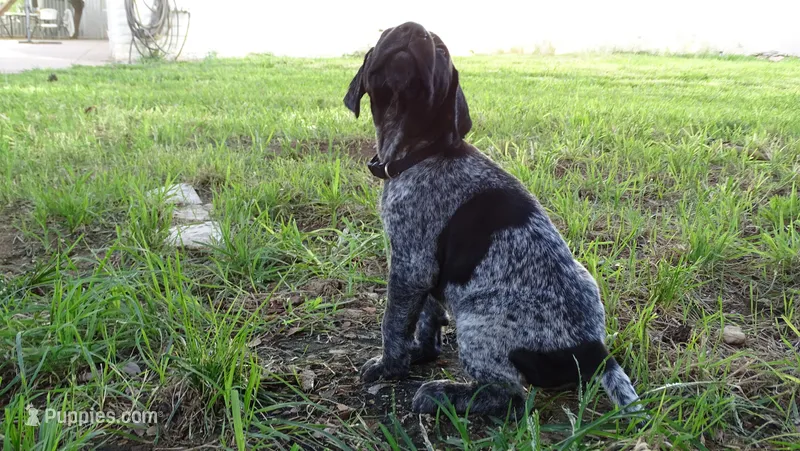 BLUE GIRL/DAKOTA.DOB:07/26/26 – German Shorthaired Pointer puppy for sale in Las Vegas, NV