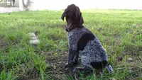 BLUE GIRL/DAKOTA.DOB:07/26/26, a male German Shorthaired Pointer for sale in Las Vegas, NV – 1 of 10
