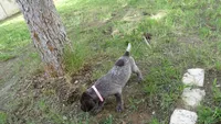 PINKY BOY/ DAKOTA,DOB: 07/26/26, a male German Shorthaired Pointer for sale in Las Vegas, NV – 10 of 10