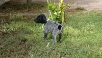 GREEN GIRL/DAKOTA,DOB: 07/26/26, a female German Shorthaired Pointer for sale in Las Vegas, NV – 3 of 10