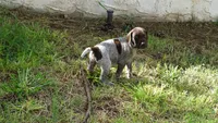 BLUE BOY/DAKOTA,DOB:07/26/26, a male German Shorthaired Pointer for sale in Las Vegas, NV – 9 of 10