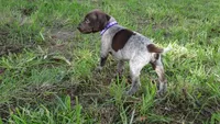 PURPLE BOY/DAKOTA.DOB:07/26/26, a male German Shorthaired Pointer for sale in Las Vegas, NV – 3 of 10