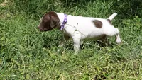 Purple Boy/Sparta, a male German Shorthaired Pointer for sale in Las Vegas, NV – 8 of 10