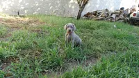 PURPLE BOY/ELENA, a male Weimaraner for sale in Las Vegas, NV – 2 of 9