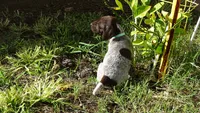 BLUE BOY/DAKOTA,DOB:07/26/26, a male German Shorthaired Pointer for sale in Las Vegas, NV – 10 of 10