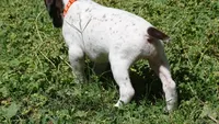 Orange Girl/Sparta, a female German Shorthaired Pointer for sale in Las Vegas, NV – 5 of 9