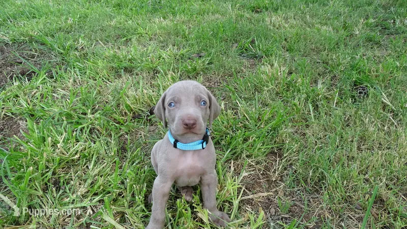 $500 SPECIAL DISCOUNT! GREEN BOY/IVANKA – Weimaraner puppy for sale in Las Vegas, NV