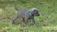 BLUE GIRL/Ivanka, a male Weimaraner for sale in Las Vegas, NV – 5 of 10
