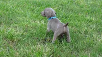 BLUE BOY/Ivanka, a female Weimaraner for sale in Las Vegas, NV – 3 of 10
