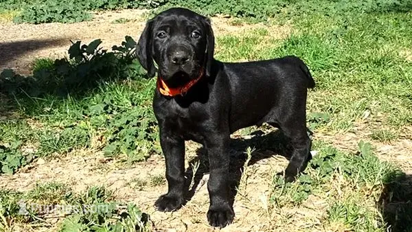 Orange Boy/Cleopatra – German Shorthaired Pointer, Weimaraner puppy for sale in Las Vegas, NV