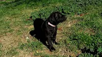 Pinky Girl/Cleopatra, a female German Shorthaired Pointer and Weimaraner for sale in Las Vegas, NV – 8 of 9