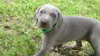 $500 SPECIAL DISCOUNT! GREEN BOY/IVANKA, a male Weimaraner for sale in Las Vegas, NV – 10 of 10