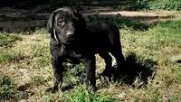 Pinky Girl/Cleopatra, a female German Shorthaired Pointer and Weimaraner for sale in Las Vegas, NV – 4 of 9