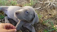 PURPLE BOY/ELENA, a male Weimaraner for sale in Las Vegas, NV – 5 of 9