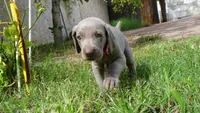 PINKY GIRL/IVANKA, a female Weimaraner for sale in Las Vegas, NV – 6 of 10