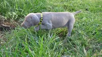 PINKY BOY/ELENA, a male Weimaraner for sale in Las Vegas, NV – 2 of 10