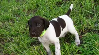 GREEN BOY/DAKOTA,DOB:07/26/26, a male German Shorthaired Pointer for sale in Las Vegas, NV – 4 of 10