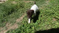 Orange Girl/Sparta, a female German Shorthaired Pointer for sale in Las Vegas, NV – 6 of 9
